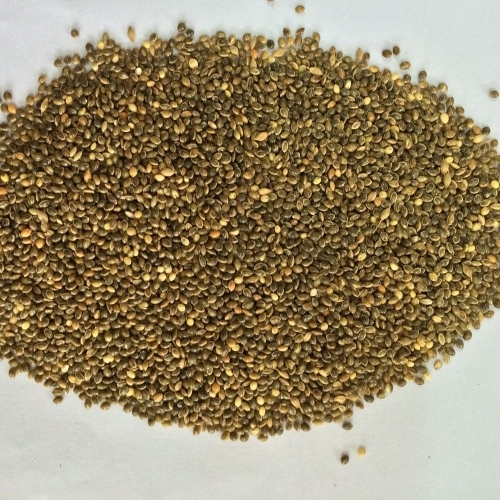 Co Green Millet Grains