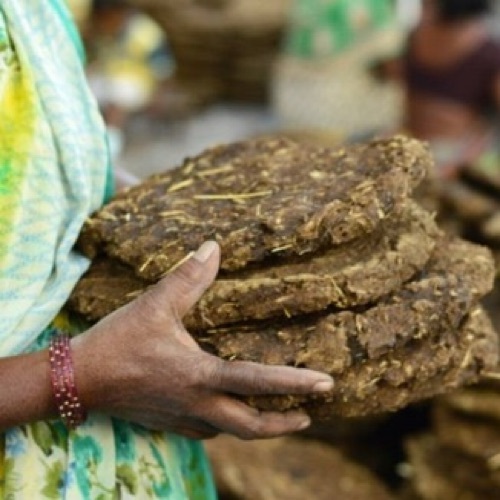 Cow Dung Manure