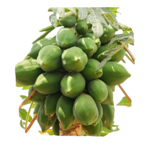 Fresh Papaya