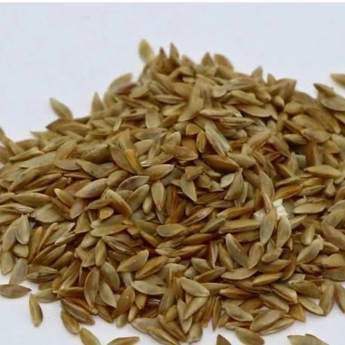 Hybrid Bermuda Grass Seeds