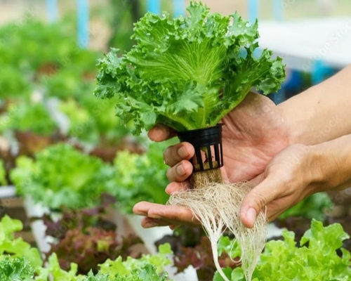 Aeroponic Tower Farming