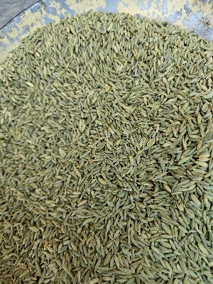 Fennel Seed