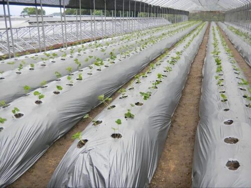 Biodegradable Agricultural Mulch Film - Food Safety Grade: No