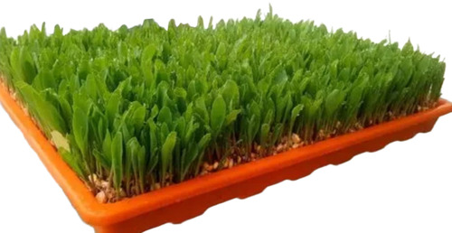 Hydroponic Fodder Machine - 408 Tray Set Up
