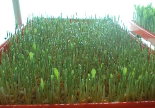 Hydroponic Green Fodder Machine
