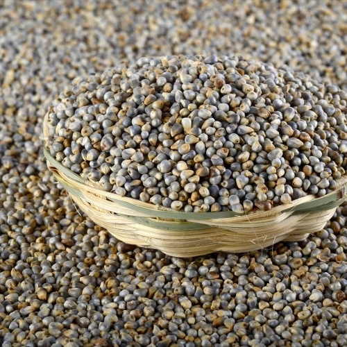 Indian Green Millet Bajra