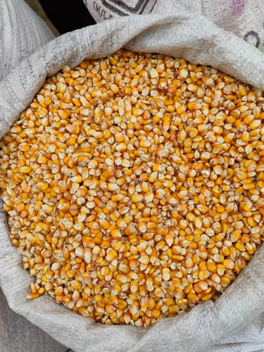 Maize Grain Seed - Color: Yellow