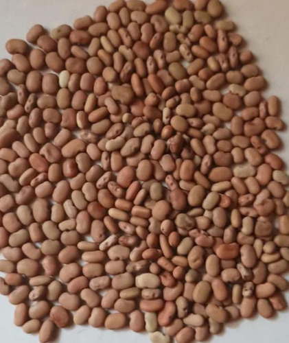 Sesbania Grandiflora Seeds - Grade: A