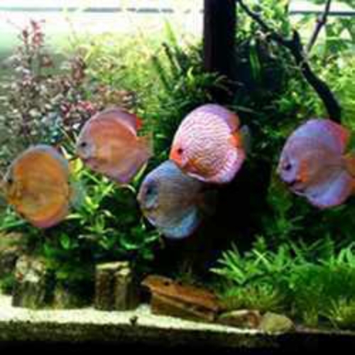 Discuss Fish Aquarium