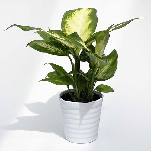 Dieffenbachia Camille Green Yellow Color Plant - Breed: Nil