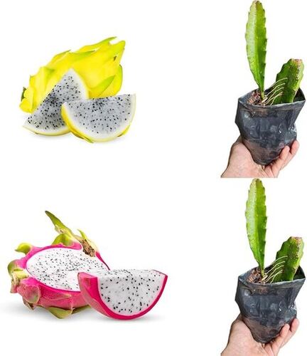 Dragon Fruit Plant