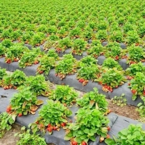 Agricultural Mulch Films