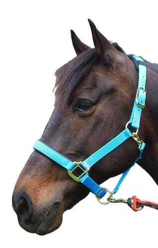 Horse Halters - Color: All