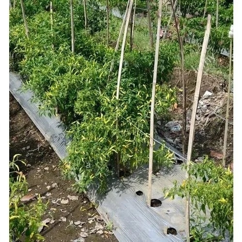 Tomato Mulching Paper 