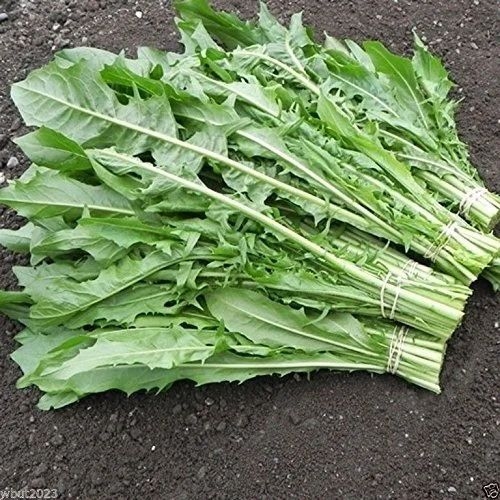 Chicory fresh leaves
