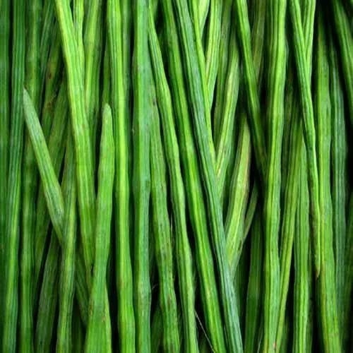 Fresh drumstick vegetable 