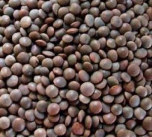 Organic Whole Masoor Dal - Origin: India