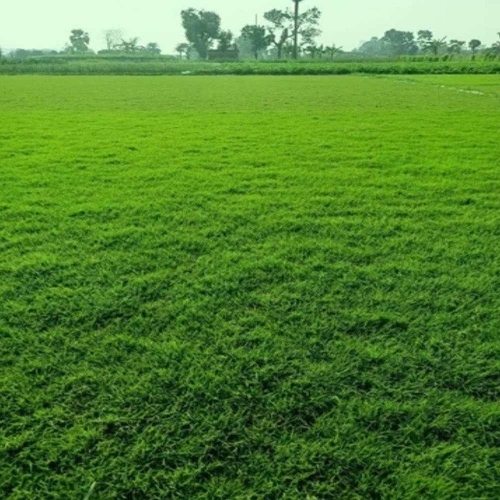 Mexican Grass