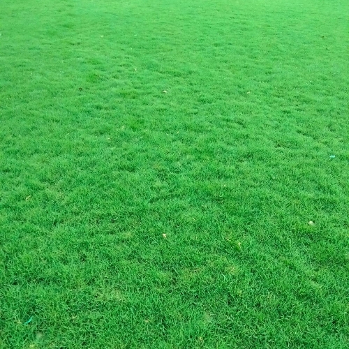 Selection Green Grass
