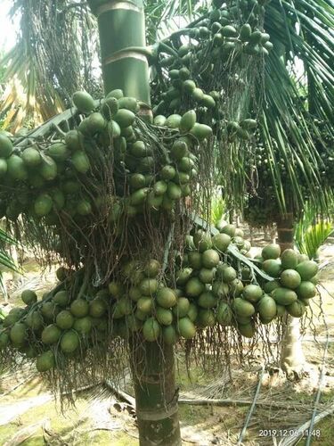 Arecanut Plant - Color: All