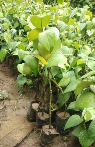 Black Pepper Plant