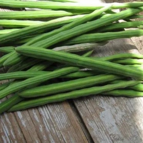 Fresh Green Drumstick