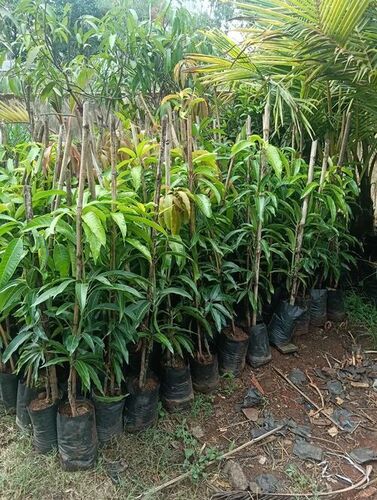 Kesar Mango Plant