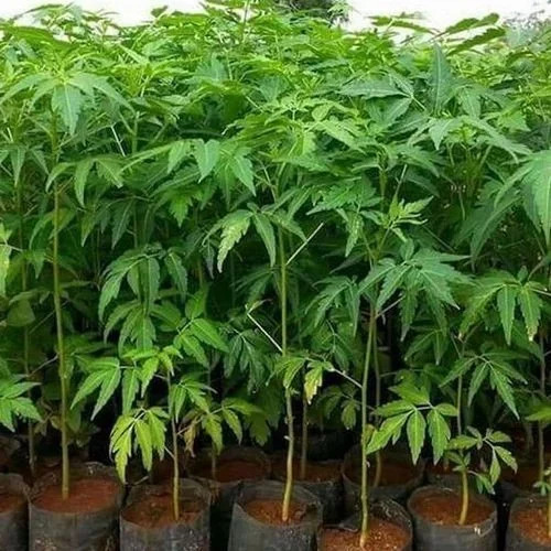 Melia Dubia Plants - Color: All