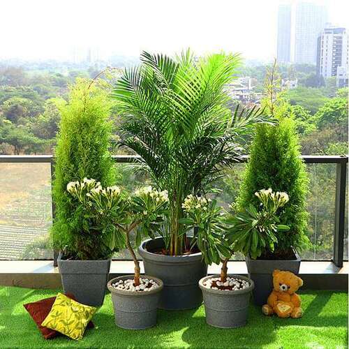 Outdoor Plant - Color: All