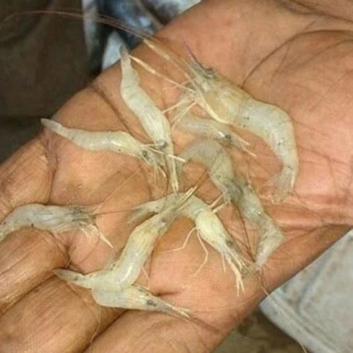 Prawn seeds