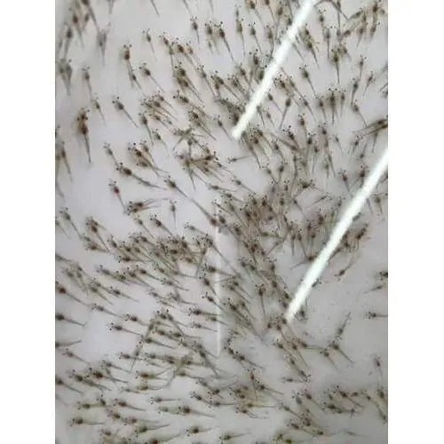 Prawn Seeds 