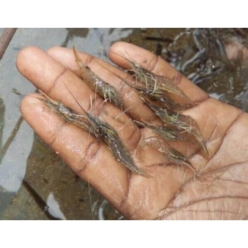 Scampi Prawn Seeds 