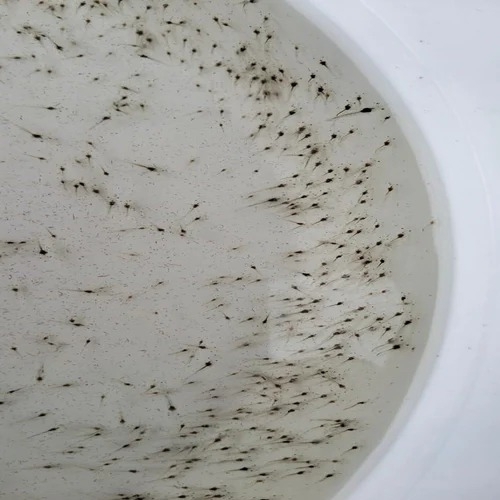 Vannamei shrimp Seeds