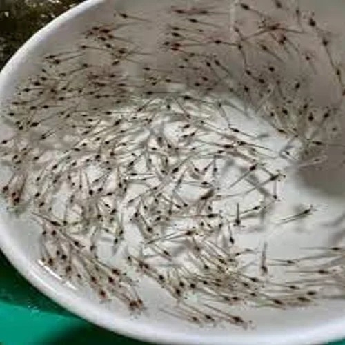 Venami Prawn Seeds