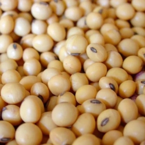 Soybean Seeds