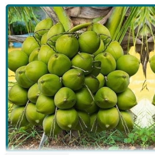 Green Coconut