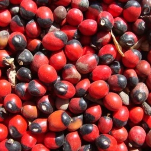 Rosary Pea
