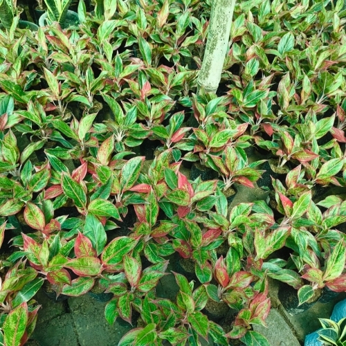 Lipstick Green Plant