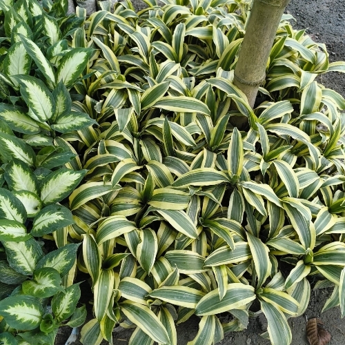 Victoria Green Plant