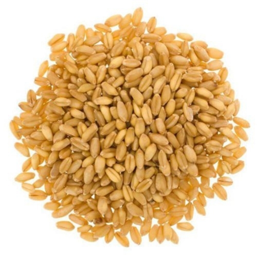 Wheat Grain