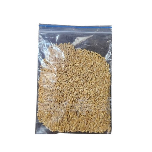 Organic Wheat