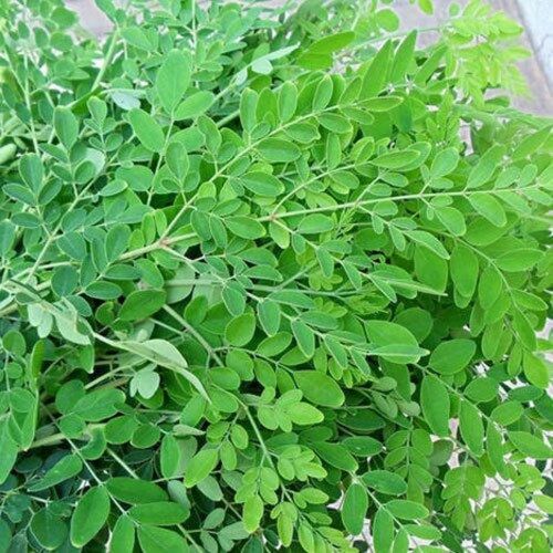 Drumstick Leaves (Moringa Leaves)