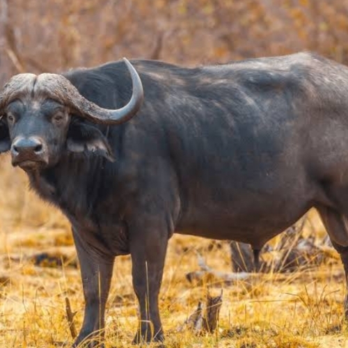 Buffalo