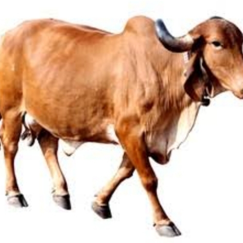 Gir Cow