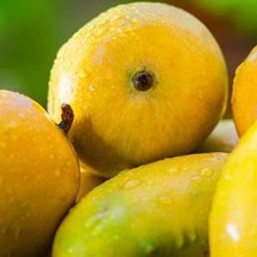 Natural Flavor Yellow Mango