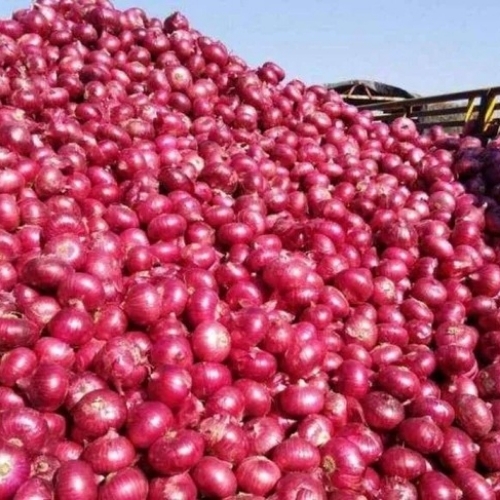 Fresh Red Onion - Shape: Round
