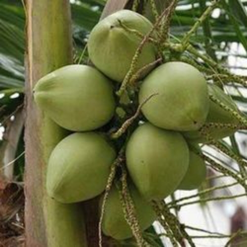 Green Coconut