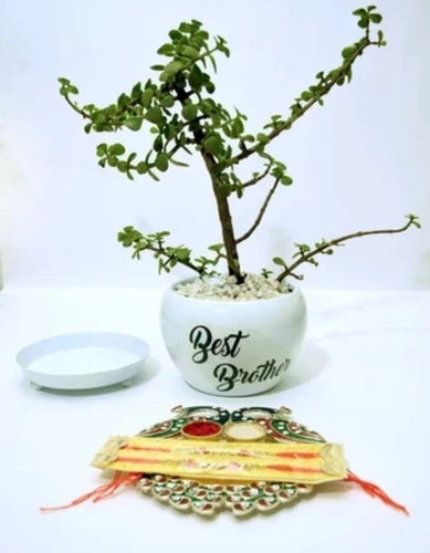 Portable Metal Hook Planter
