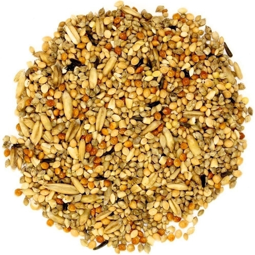 Birds Feed