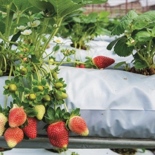 Coir Grow Bags